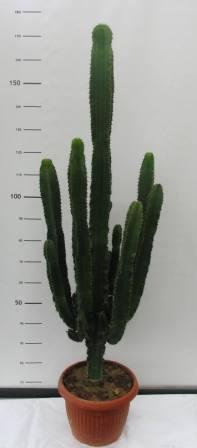 Euphorbia eritreae 35 h 160/170
